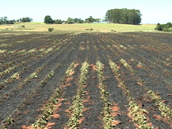 Propriedade de Cruz Alta teve plantação de 20 hectares 

danificada