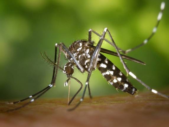 Estado tem 53 municípios infestados pelo mosquito Aedes aegypti