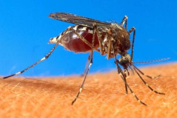 O aumento das temperaturas e o período de chuvas exigem um maior cuidado na 

prevenção à dengue no verão