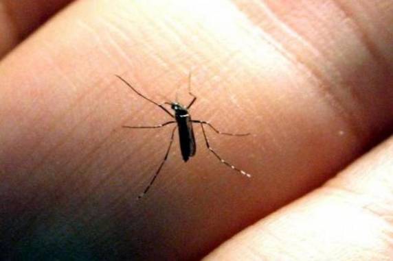 Transmitido pelo Aedes Aegypt, vírus chikungunya pode 

gerar sequelas permanentes