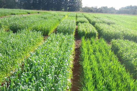 Evento terá cinco estações e será realizado no dia 3 de outubro no Campus da 

Instituição