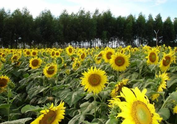 Evento será realizado na sexta-feira, 12 de dezembro, no Campus da Instituição