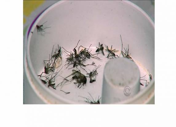 Estado já soma 26 casos 

da doença e 2015, segundo CEVS