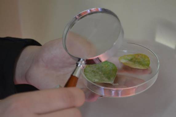 Especializações em Gestão 

Empresarial e em Fitossanidade têm início das aulas confirmado para o dia 11 de setembro