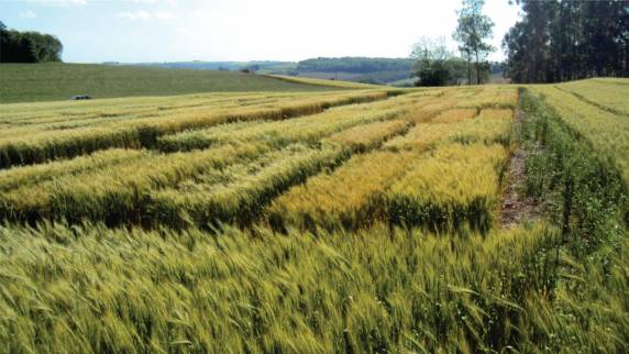 Dia de campo será dividido em cinco estações, com início às 14h, no campus