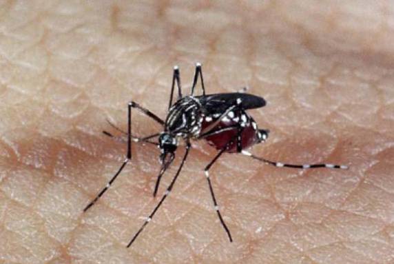 Em nota divulgada neste sábado, o órgão também informou o 

segundo caso de óbito relacionado ao Zika no País