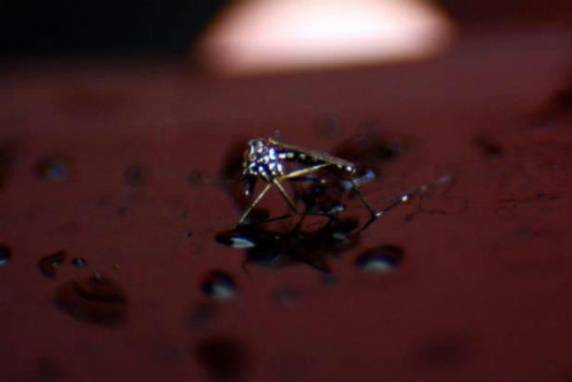 Balanço foi divulgado nesta terça-feira pelo Ministério da Saúde