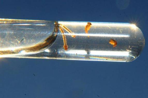 Piracicaba, em SP, pretende ampliar uso do mosquito no município