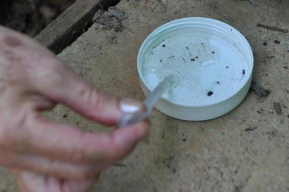 Em relação à dengue, um caso é importado e outros estão em investigação