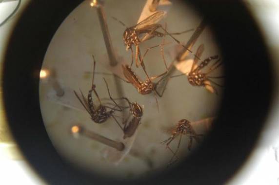 Dados estão no boletim epidemiológico divulgado nesta 

sexta-feira