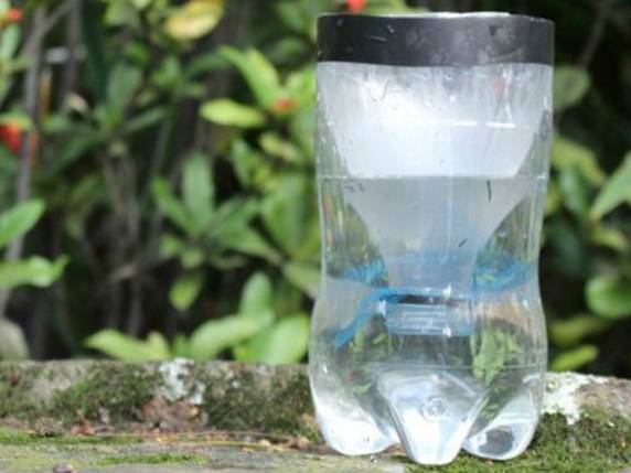 Melhor forma de combater mosquito é eliminar criadouros, diz diretoria