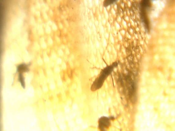 Melhor forma de combater mosquito é eliminar criadouros, diz diretoria