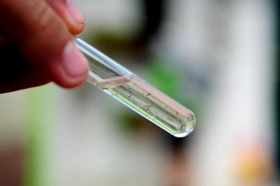 Com relação ao zika vírus, até agora o estado registra 144 casos suspeitos