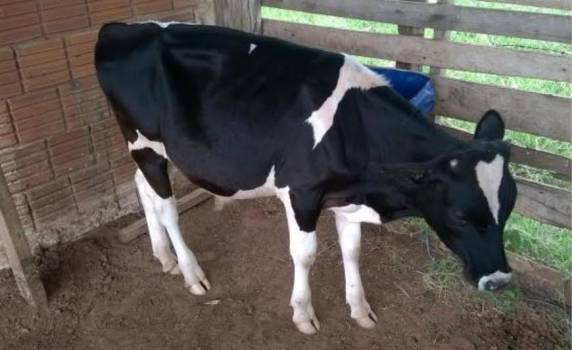 Evento ocorre no dia 27 de maio no Parque de Exposições Germano Dockhorn