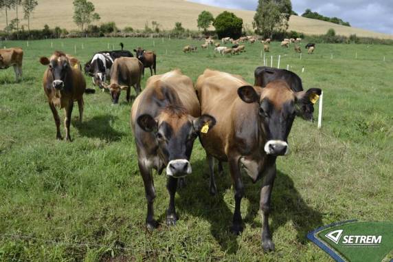 Aulas da especialização em Gestão Empresarial e da em Bovinocultura Leiteira têm início em outubro