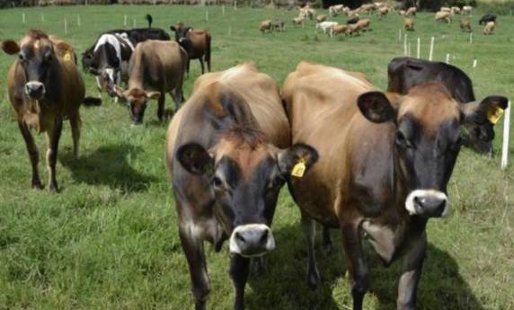 Aulas da especialização em Gestão Empresarial e em Gestão e Manejo na Bovinocultura Leiteira têm início em 27 de outubro