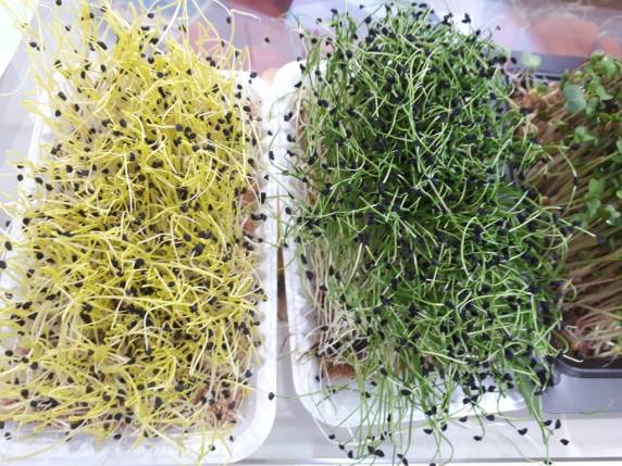 Instituição estará presente no evento com um espaço composto por oito ambientes, na Mostra de Inovação Tecnológica para a Agricultura Familiar