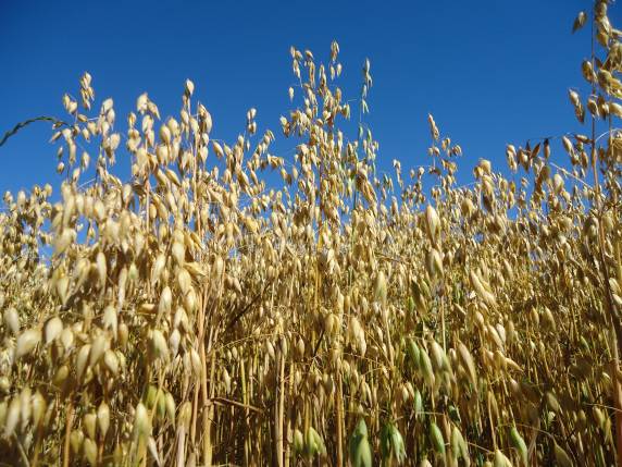 Evento que terá a Setrem como sede deve acontecer entre os meses de março e abril
