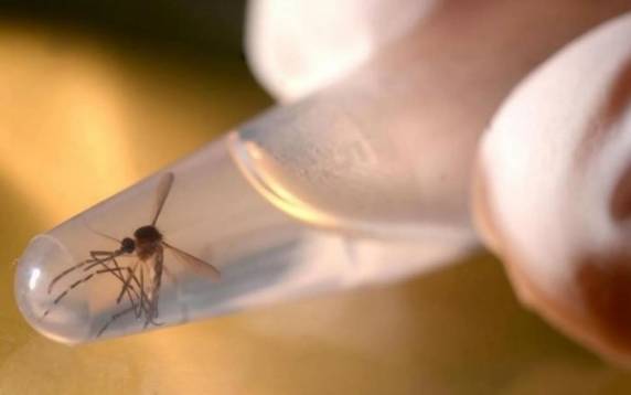No momento, 442 cidades são consideradas infestadas pelo mosquito