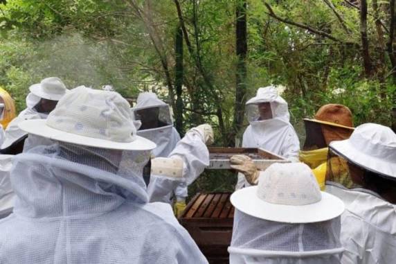 Iniciativa busca estudar a incidência de ácaros e besouros encontrados recentemente em colmeias para desenvolver medidas de prevenção