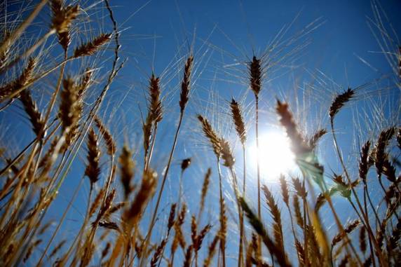 Medida busca atender pedido das cooperativas gaúchas e paranaenses de garantir pelo menos o preço mínimo do cereal aos produtores