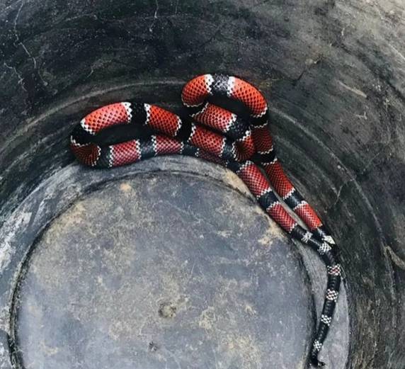 Animal, que é da espécie de cobra considerada a mais venenosa do país, foi devolvido à natureza.