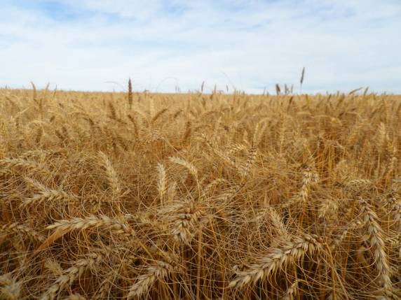 O apoio à comercialização por meio do PEP e Pepro pretende estimular a cadeia produtiva nacional do trigo, estabilizando o mercado e garantindo renda ao produtor rural - um dos objetivos centrais da Política de Garantia de Preço Mínimo (PGPM).