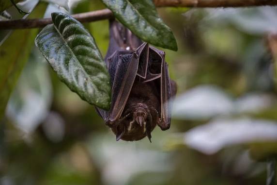 Morcego teve resultado positivo para raiva em Chapecó, no Oeste. Transmissão ocorre através da saliva do animal que tenha o vírus.