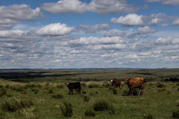 Tipo de ecossistema representa apenas 3% da área continental brasileira resguardada por unidades de conservação