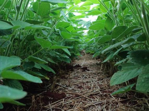 Estimativa da Rede Técnica Cooperativa indica que colheita pode superar 23 milhões de toneladas