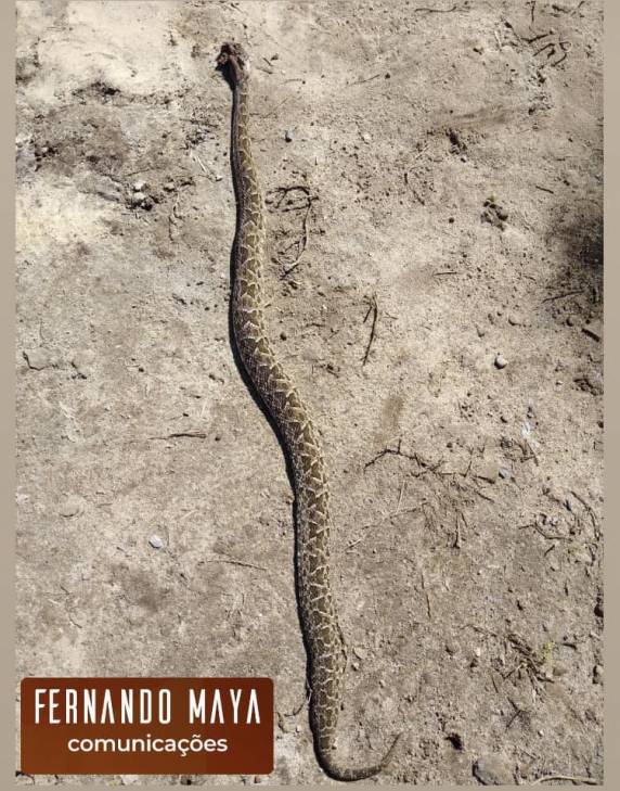 A tragédia aconteceu neste sábado (02) na localidade de São Joaquim, interior do município