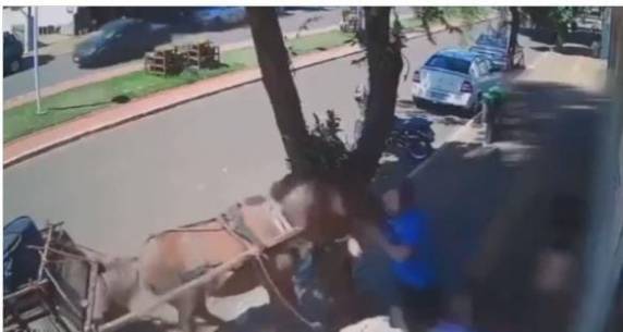 Ataque deixou ferimentos e hematomas no peito do político, que está sendo acompanhado por equipes de saúde após tomar a vacina antirrábica