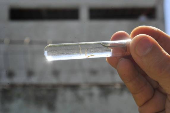 As vítimas são três idosos que tinham doenças pré-existentes