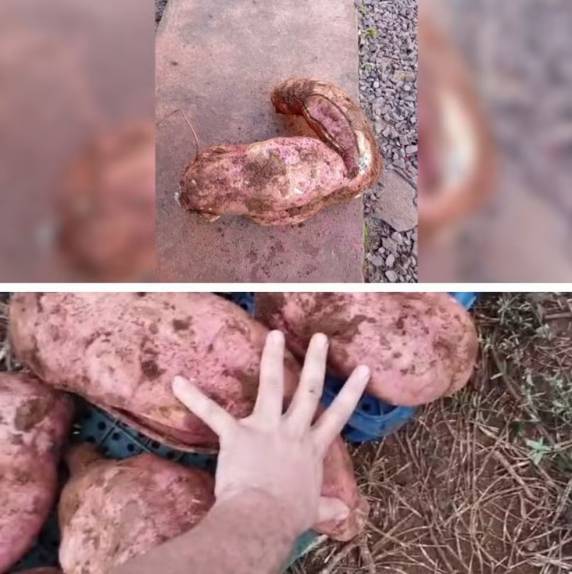 Alimento foi plantado em local que eles achavam que não daria resultado. Colheita foi feita em Tangará, no Oeste.