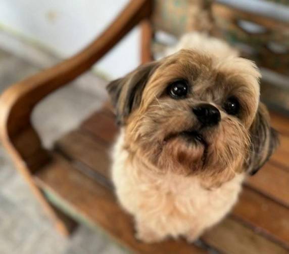 Animal foi socorrido em clínica de Sapiranga com sangramento e infecção. A Polícia Civil foi avisada. A médica veterinária Aline München e o cachorro entraram com ação contra a responsável legal pedindo que ela perca a guarda definitiva do Shih Tzu e repare danos materiais e pelo sofrimento causado ao cachorro