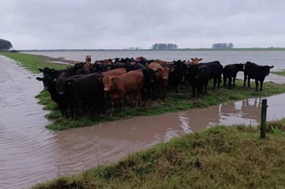 Até esta quinta-feira (26), havia relatos de danos na pecuária e na produção de morangos, hortaliças, cebola, trigo, aveia e fumo