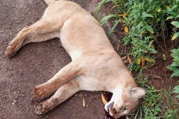 Corpo de animal foi encaminhado à Unicruz para fins científicos. Aproximação do animal ocorre por diminuição de área de mata e busca por alimento