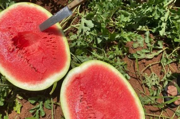 Emater estima que produtividade da fruta alcance 40 toneladas por hectare nesta safra