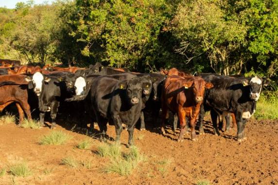 Principal problema neste momento está na oferta de alimentos para o rebanho, informou a Emater em boletim nesta semana