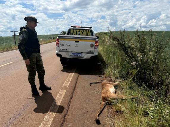 Animal está em risco de extinção. Felino é considerado o segundo maior das Américas