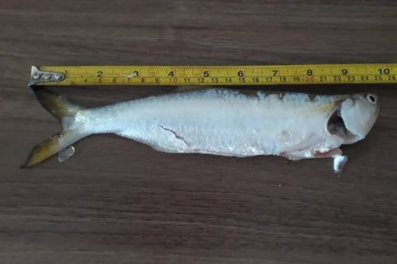 Peixe com 25 centímetros de comprimento foi capturado do Rio Tramandaí, pelo Sargento Élvio da reserva da Brigada Militar de Três de Maio