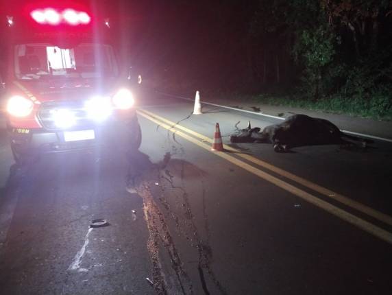 Animal atravessava a rodovia quando foi colhido pelo automóvel
