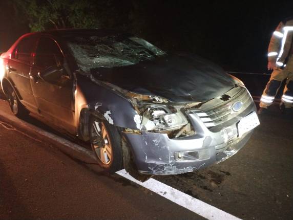 Animal atravessava a rodovia quando foi colhido pelo automóvel