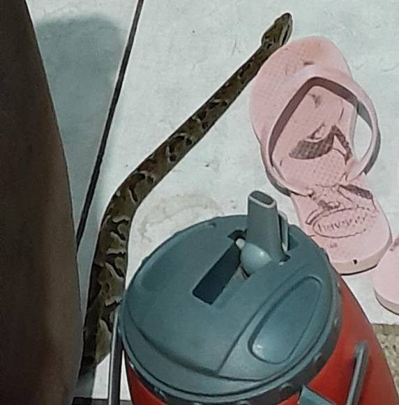 As altas temperaturas fazem as cobras saírem de seu habitat