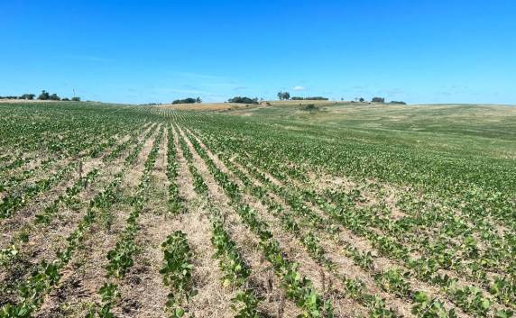 Maior parte está situada na metade oeste gaúcha. Conforme a Secretaria Estadual da Agricultura, Pecuária, Produção Sustentável e Irrigação, as ações para amenizar o impacto nas cidades foram ampliadas pelo governo