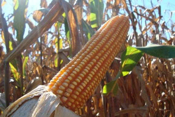 Para o Rio Grande do Sul, previsão é que o estado tenha a terceira maior safra da história, com 36,7 milhões de toneladas