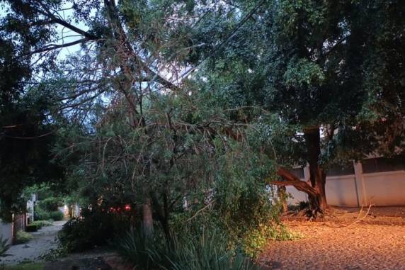 Em Canoas, uma pessoa ficou ferida após a queda de um galho de árvore no bairro Rio Branco