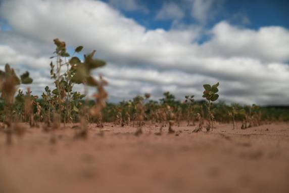 Embora ainda não seja possível avaliar com precisão o tamanho de eventual estrago econômico, Farsul projeta prejuízos sobretudo na produção de soja e na pecuária de corte e de leite