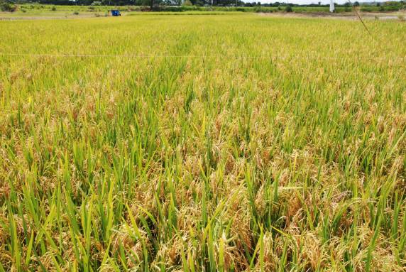 Levantamento da estatal aponta queda na produção de soja e aumento nas produções de arroz, feijão, milho e trigo