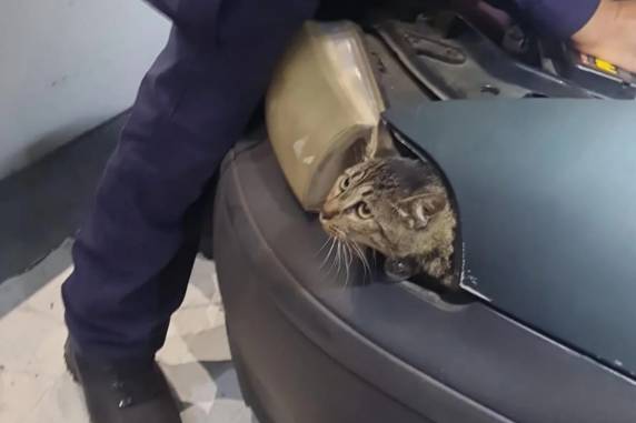 Ocorrência inusitada foi registrada na tarde deste sábado (5). Felino está bem e foi entregue ao proprietário do veículo